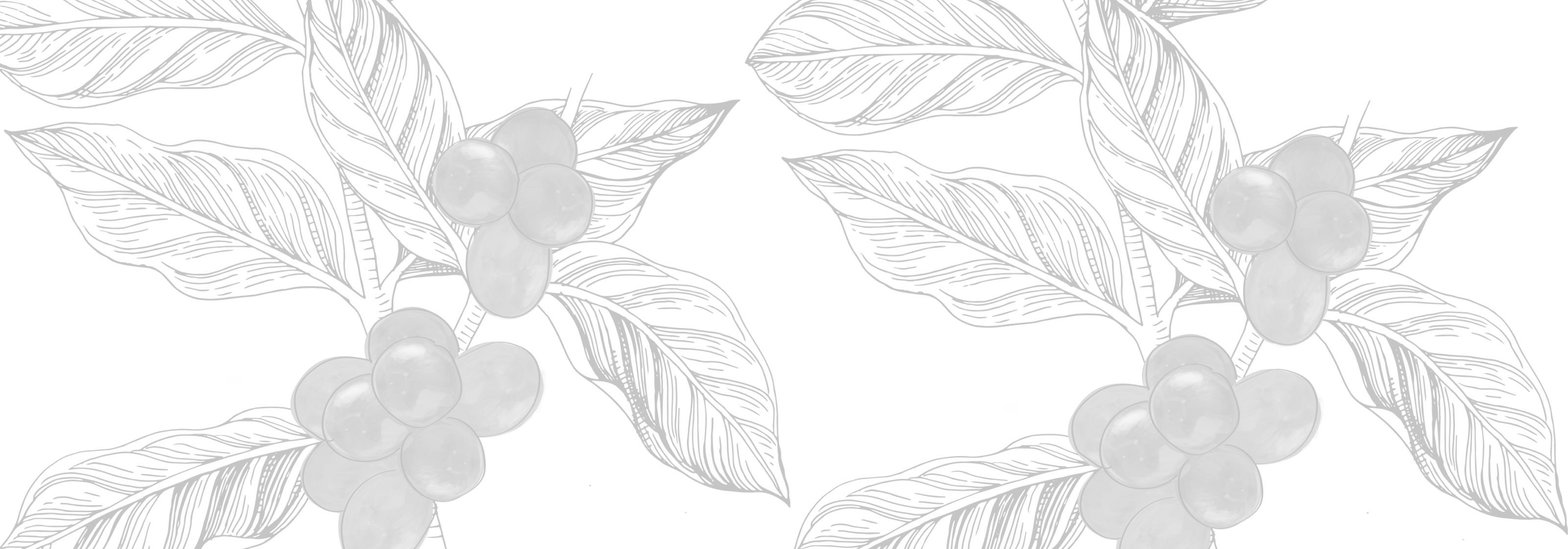 Кофе класса specialty в Санкт-Петербурге