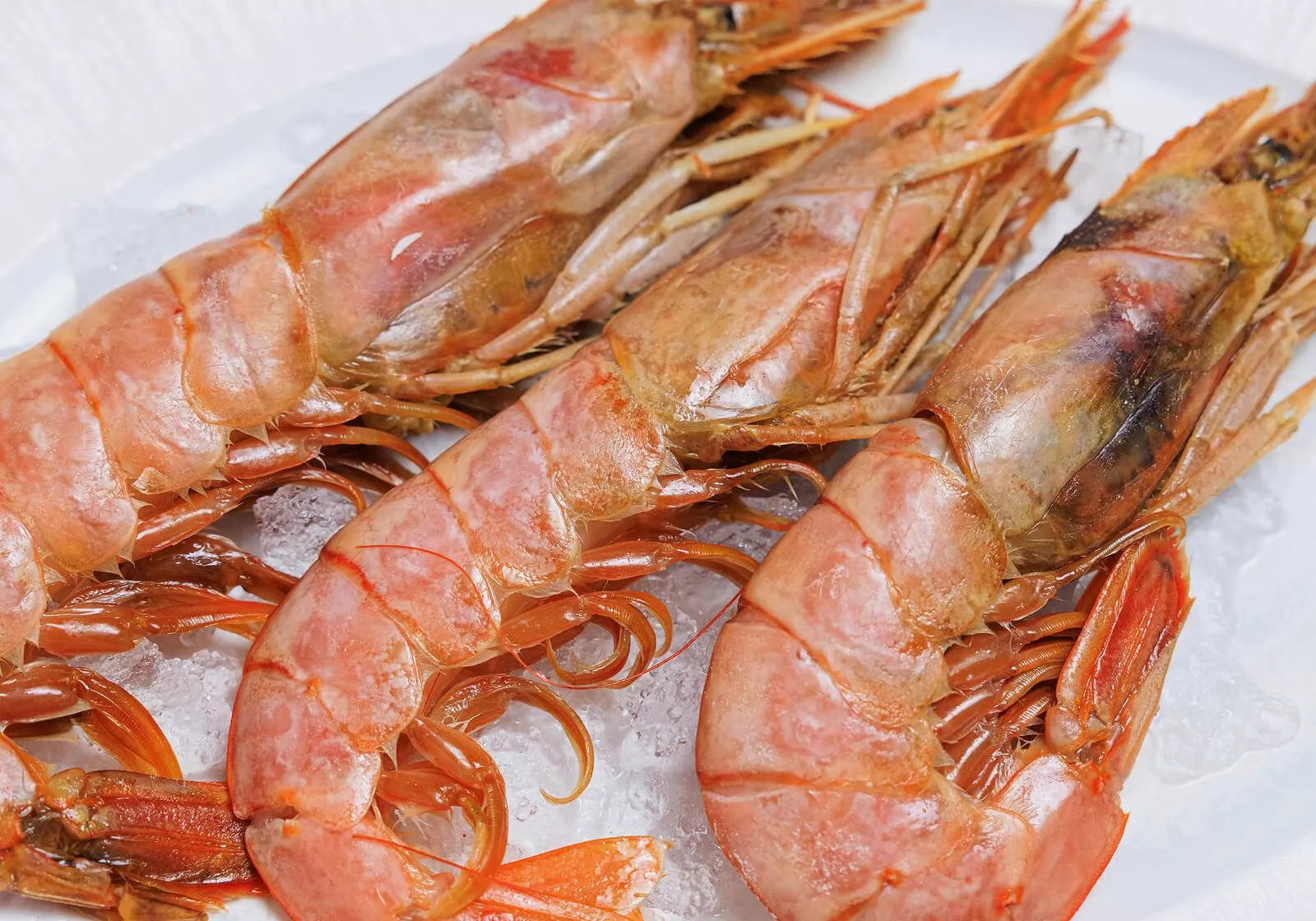 Морская кухня от команды Bocconcino